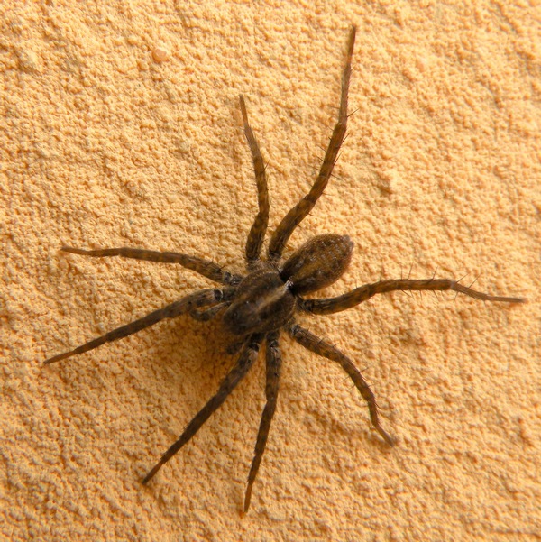 Pardosa sp.